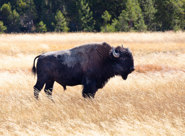 Bull Bison Tosses 9 Year Old Girl Into The Air At Yellowstone Flickr, No Change, No Usage