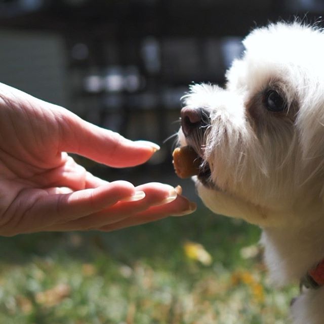 Pets love our CBD treats that don't break down in the baking process! - CBD Unlimited