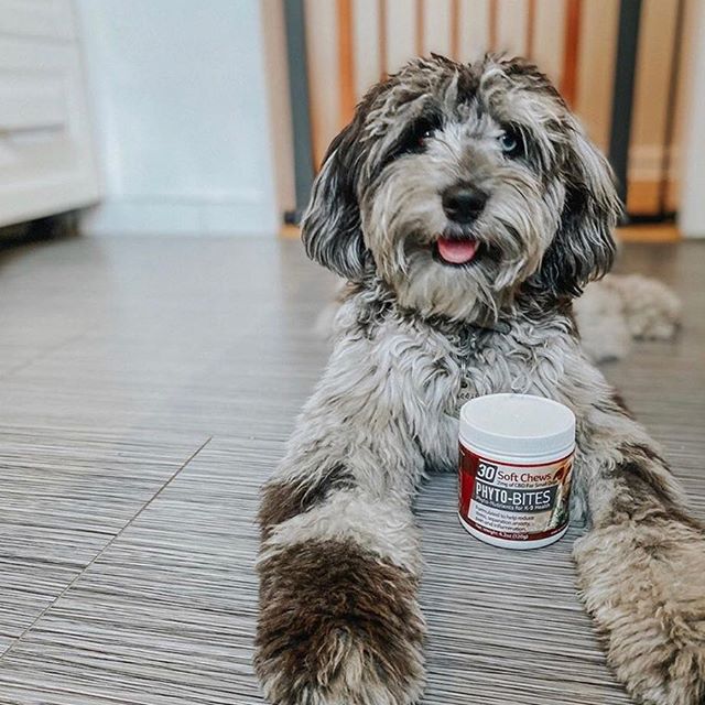 Phyto-Bites CBD Dog Treats work quickly and effectively for your furry family member.
