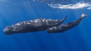 Study Shows Whales Help Change Climate