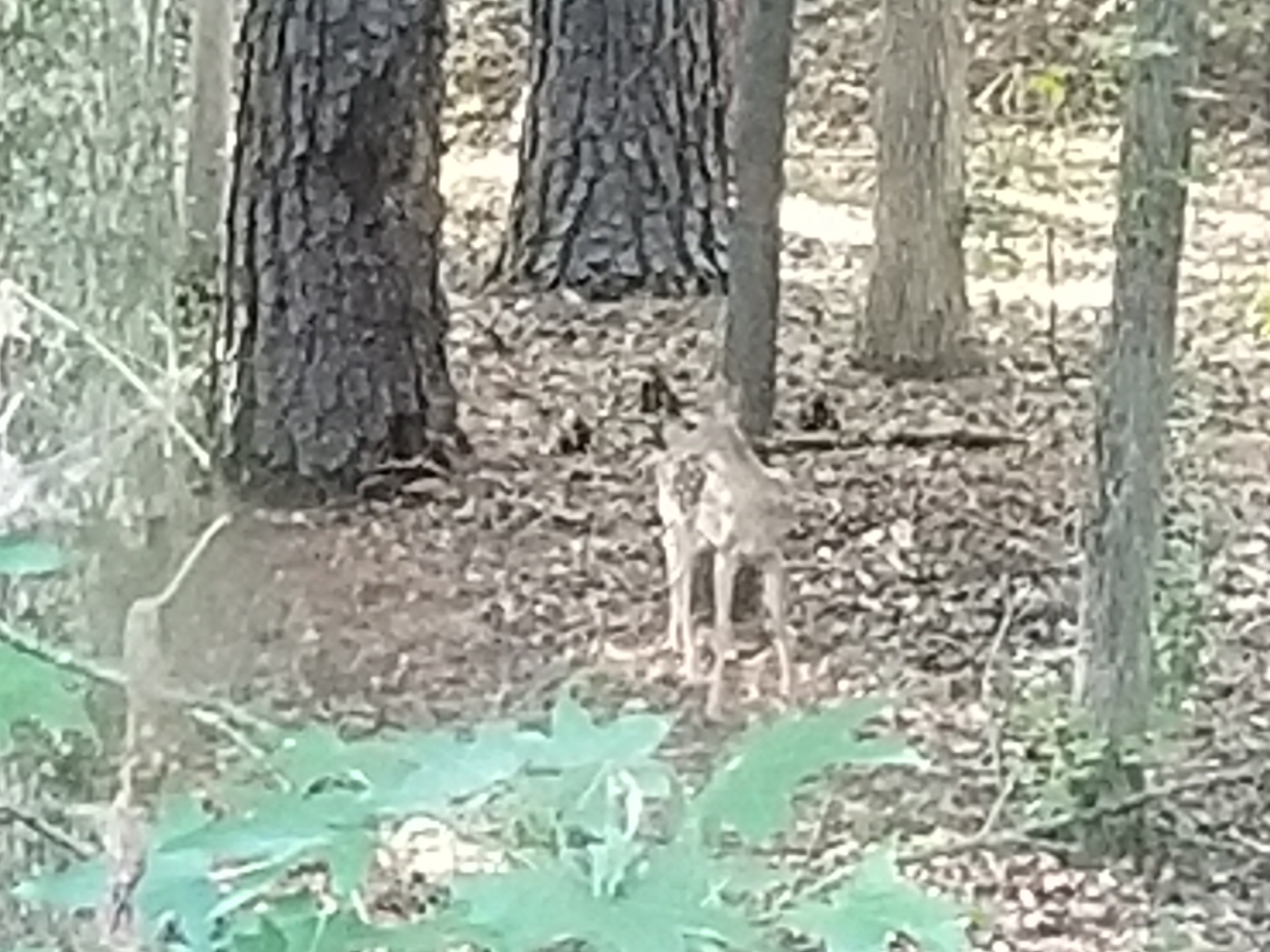 Georgia Deer spotting 