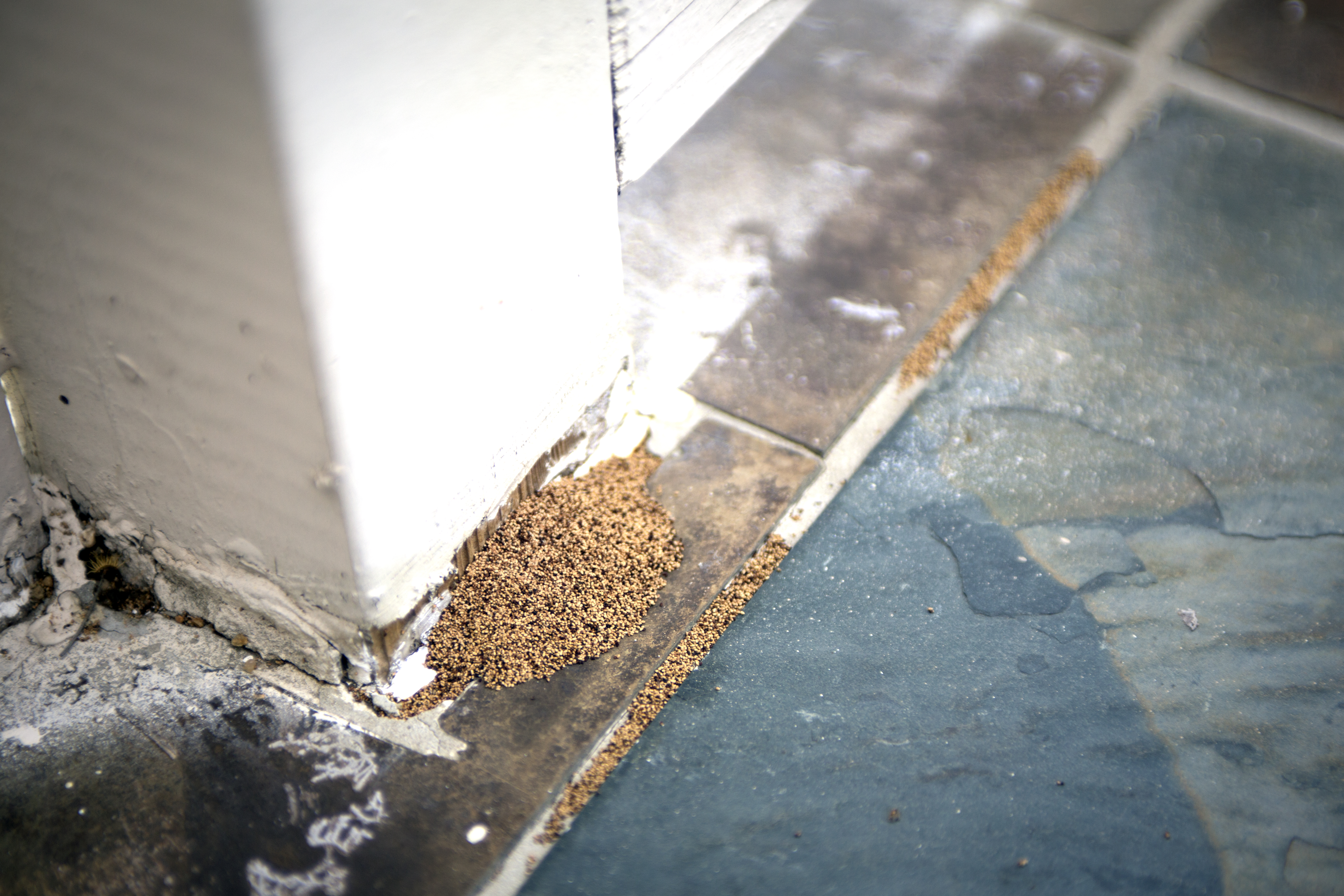 Have Your Tampa Home Inspected For Termites With Binghams Pest Management Call 727-323-8866