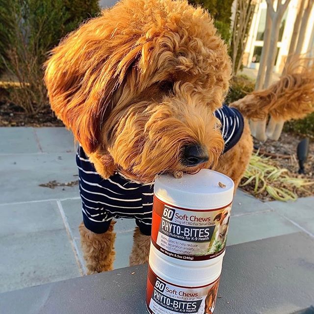 He feels great after enjoying our Phyto-Bites treats! - CBD Unlimited