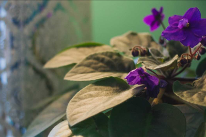 Welcome to TRU Integrative Health | Counseling, Therapy, & Holistic Wellness