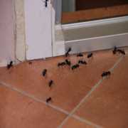 Ants in Clearwater, Florida are Scared of Bingham’s Professional Pest Management - Bingham's Professional Pest Management