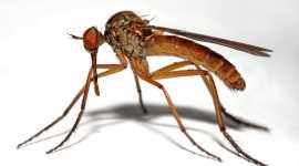 Get Low Rates On The Best Hernando County, Florida Pest Control Services From Bingham’s Professional Pest Services - Bingham's Professional Pest Management