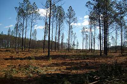 AgForest of Greensboro Georgia Owner Chris Polk