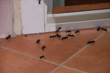 Pest Control Fumigation Bed Bug Experts Serving St. Petersburg to Spring Hill Florida