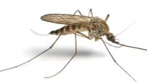 Residential Mosquito Treatment St Petersburg Spring Hill