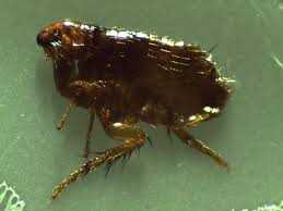 Pest Control Fumigation Bed Bug Experts Serving St. Petersburg to Spring Hill Florida