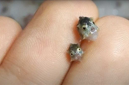 These Tiny Larvae Grow Into Some of the Biggest Fish Ever - Nerdist