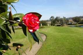 Camellia Walks at Middleton Place | Charleston Events & Charleston Events Calendar