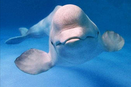 Something That Is Living Moves Half of the Water in the Oceans