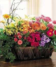Flowering Plants, Blooming Plants & Gardens, Carithers Florists Atlanta GA