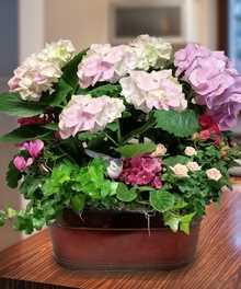 Flowering Plants, Blooming Plants & Gardens, Carithers Florists Atlanta GA