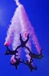 Professional Skydiving Parachute Demonstration Team