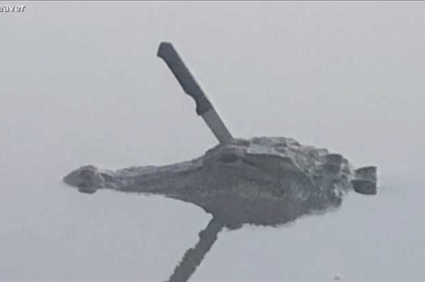 Gator with knife in head spotted swimming in Texas lake