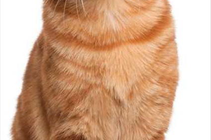 Liv-Pro® Probiotics for Pets - Probiotics for Dogs and Cats