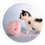 Products and Information to make Bored or Fat Cats Healthy - Healthy Cats Mart