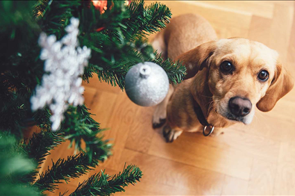 Holiday Pet Hazards Quiz