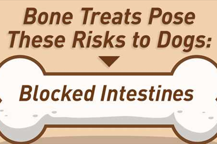 No Bones (or Bone Treats) About It: Reasons Not to Give Your Dog Bones