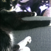 Tuxedo Cat Mugs