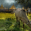 Adventure Tours in Myanmar From MotoDiscovery