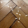 Pest Control against Bed Bugs Contact the Best in St Petersburg and Surrounding Area 