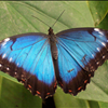 Blue butterfly