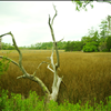 USDA Loans in Goose Creek and Summerville SC from Homefront Mortgages