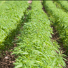 Best Hemp CBD Extraction Facility Tennessee LB Processors 615-746-8485