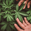 Self Regulated Marketplace Exchange For Hemp Farmers Buyers Sellers NorCal GCX 415-475-9180