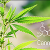 Top Quality CBD Hemp Oil Full Spectrum For Sale Palmetto Harmony 843-331-1246
