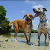 Charleston Dog Fest 2015