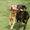 Charleston Dog Fest 2015