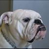 English Bulldog Video Jamming to Nirvana have to check this one out