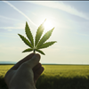 Self Regulated Marketplace Exchange For Hemp Farmers NorCal GCX 415-475-9180