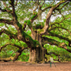 Angel Oak on Johns Island