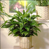A Blooming Peace Lily