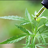 Online CBD Marketplace for Buyers and Sellers of CBD Hemp Norcal GCX 415-475-9180