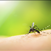 Mosquito Control In Tampa Florida Spring Hill St Pete Call 727-323-8866 