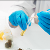 NorCal GCX Marketplace Exchange For Buyers Cannabis Extraction Labs 415-475-9180