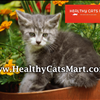 Get Active Cat Products at Healthy Cats Mart