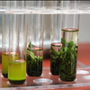 NorCal GCX Hemp Extraction Lab Marketplace No Brokers 415-475-9180