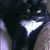 Tuxedo Cat T-Shirts