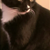 Tuxedo Cat Tee Shirts