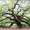 Angel Oak on Johns Island