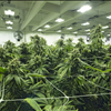 Cannabis Farmers Marketplace Exchange No Agents NorCal GCX 415-475-9180