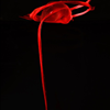 Artist Turns Her Own Menstrual Blood Into Surprisingly Beautiful Art