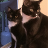 Tuxedo Cat Novelties